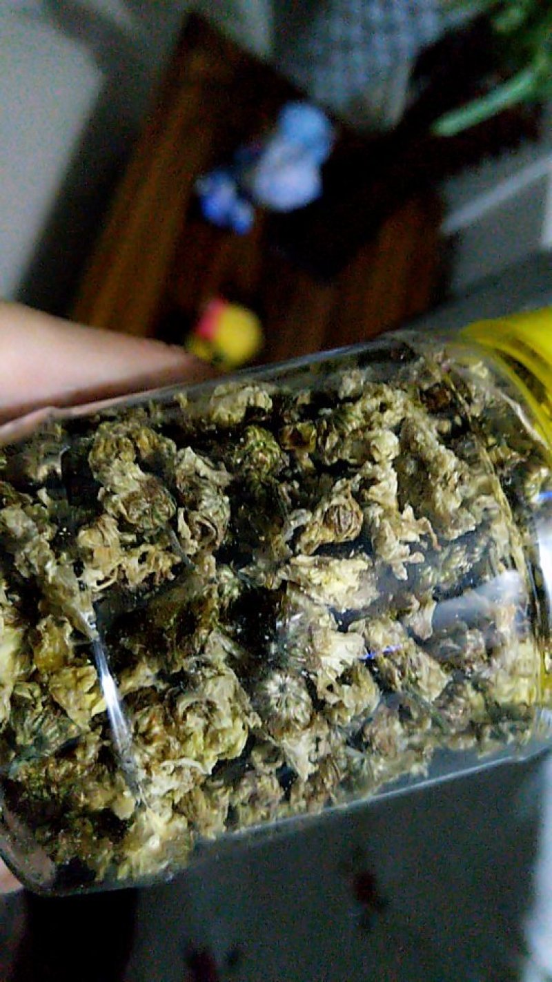 自制菊花茶！