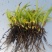 白芨小苗0.5cm一一2cm