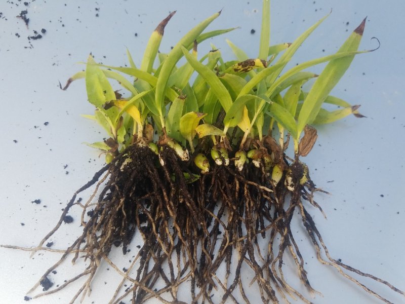 白芨小苗0.5cm一一2cm