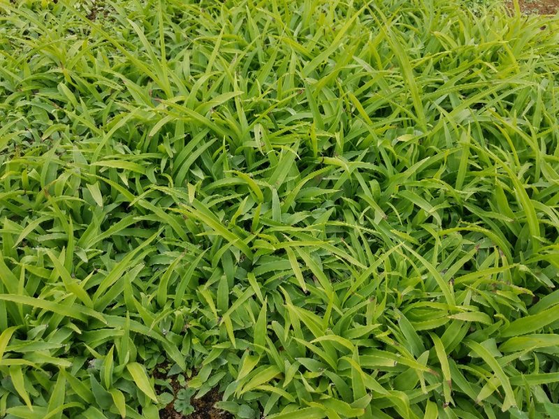 白芨小苗0.5cm一一2cm