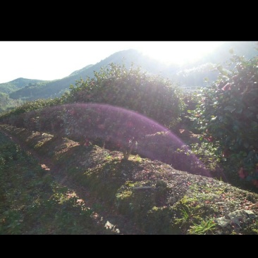 高脚茶梅