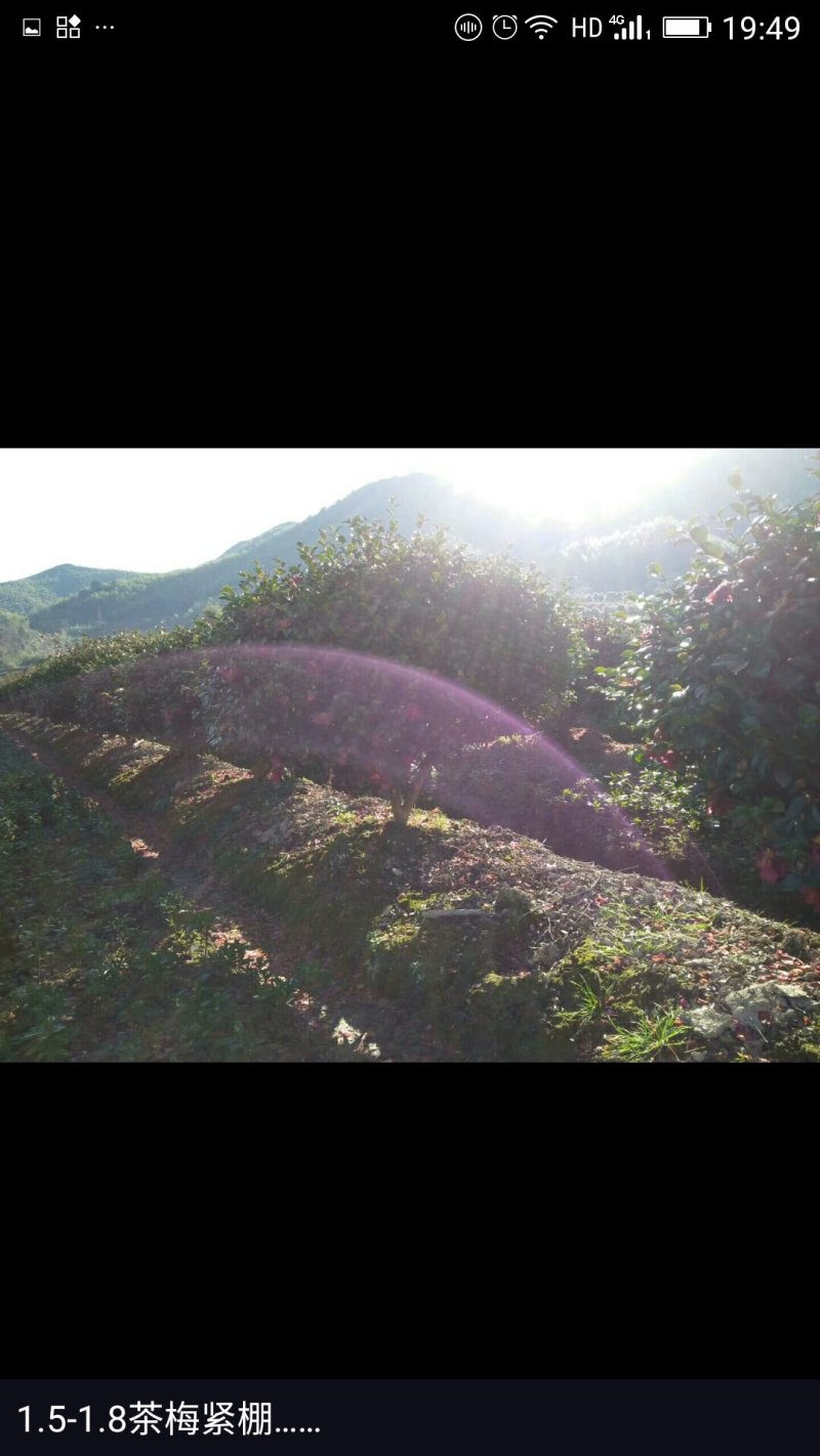 高脚茶梅