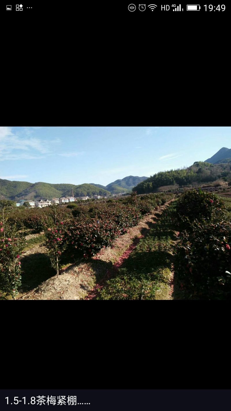 高脚茶梅