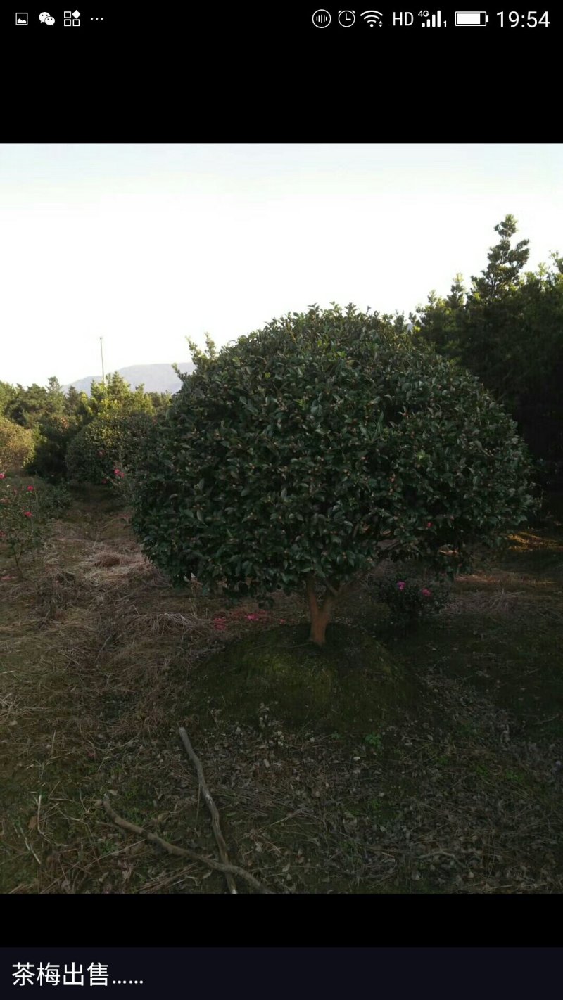 高脚茶梅