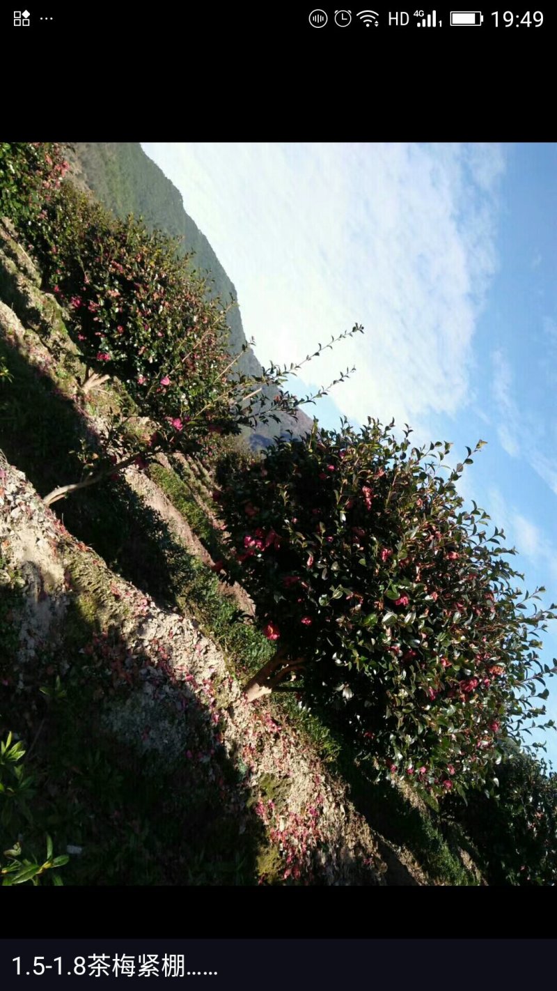 高脚茶梅