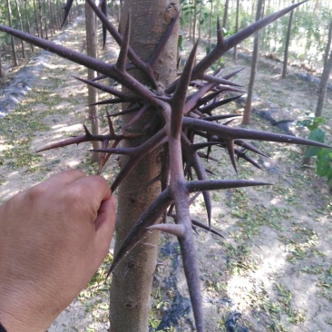 正宗大刺皂角苗现挖现发基地直供包邮货源充足