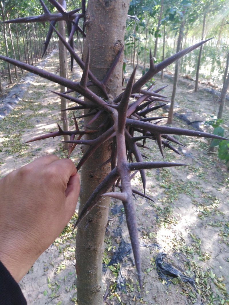 正宗大刺皂角苗现挖现发基地直供包邮货源充足