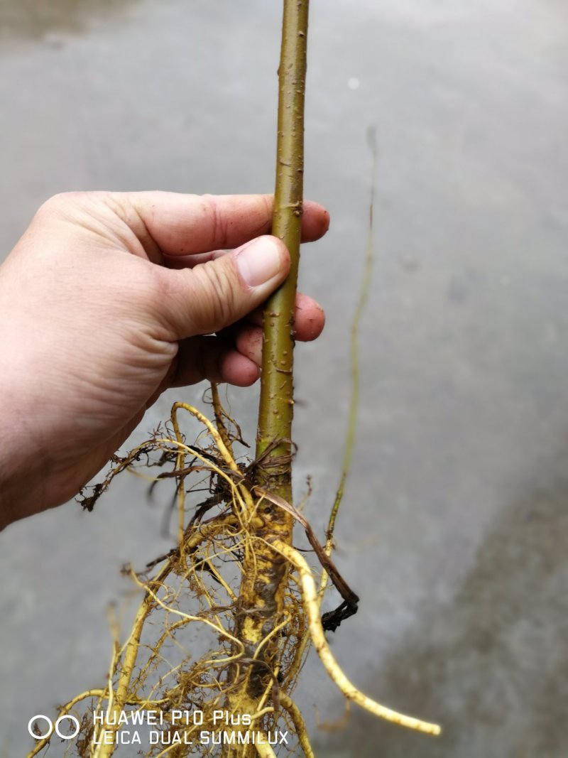 蛋白桑牛羊等饲料桑大叶桑树苗实生苗可养蚕占地绿化桑苗