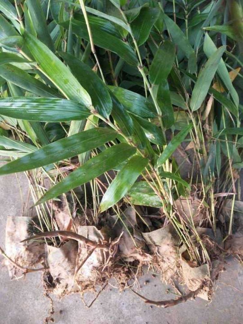 楠竹苗，毛竹苗，无纺布杯苗(库存50万)量大价优
