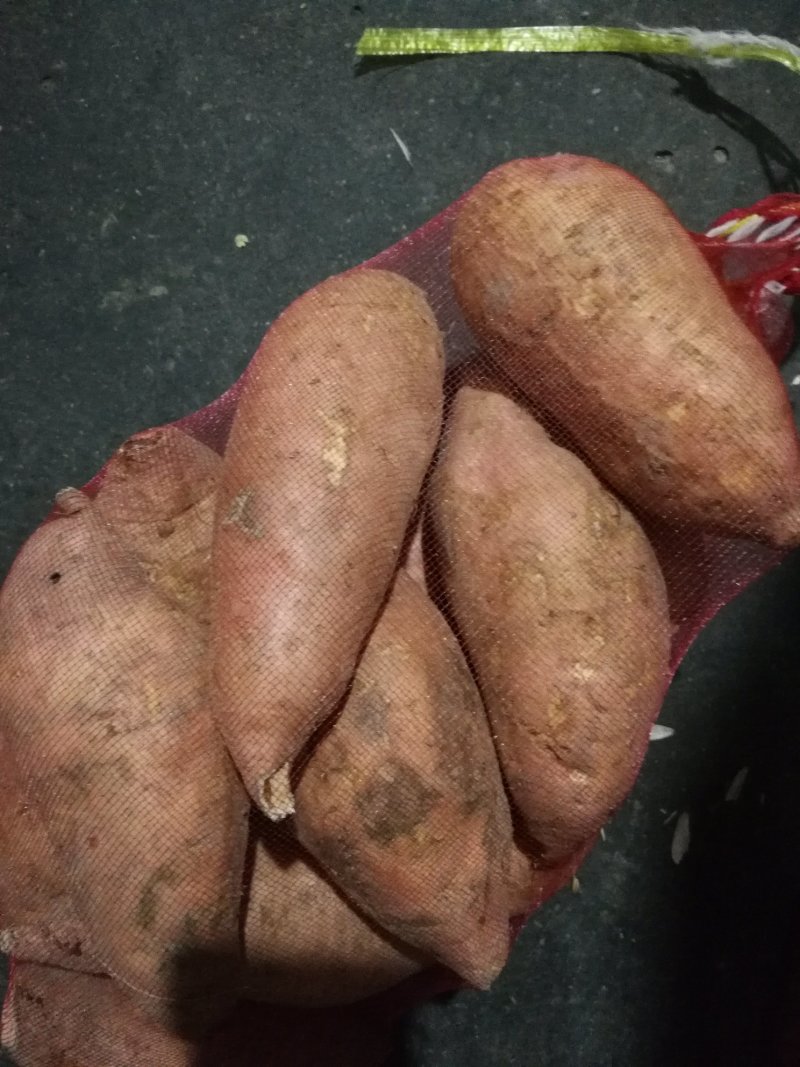 红薯