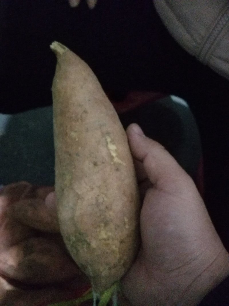 红薯