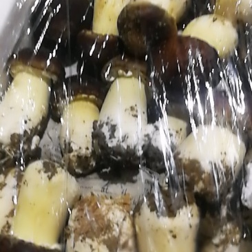 松茸