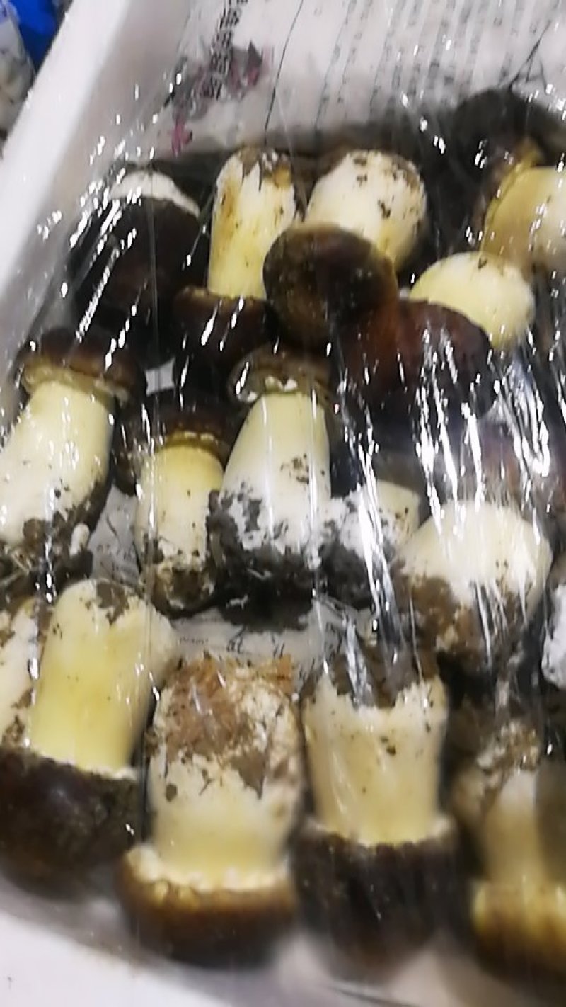 松茸