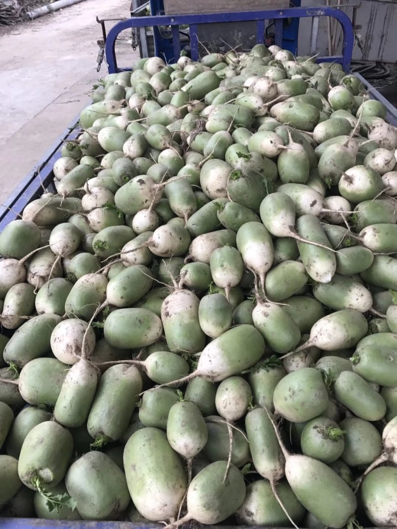 花菜，萝卜，包菜，