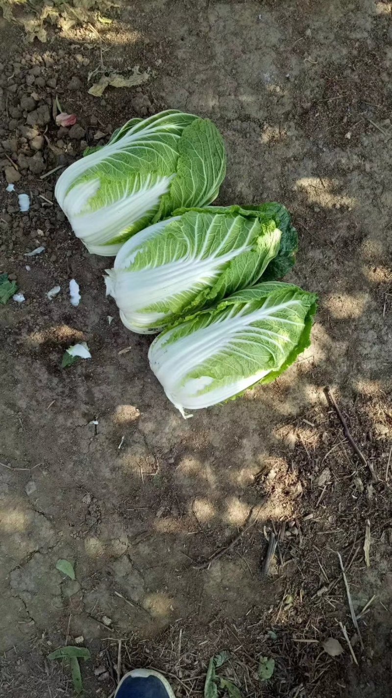 花菜，萝卜，包菜，