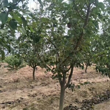 梨树苗、基地直供？、占地梨树、现货供应、现挖现发