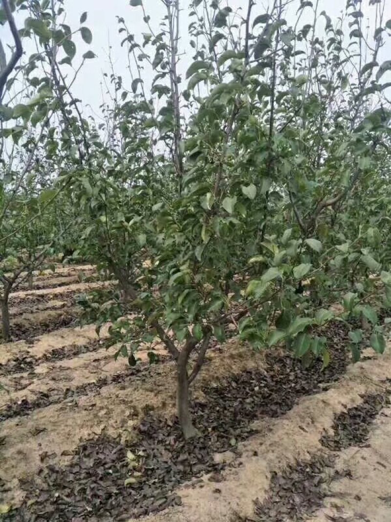 梨树苗、基地直供？、占地梨树、现货供应、现挖现发