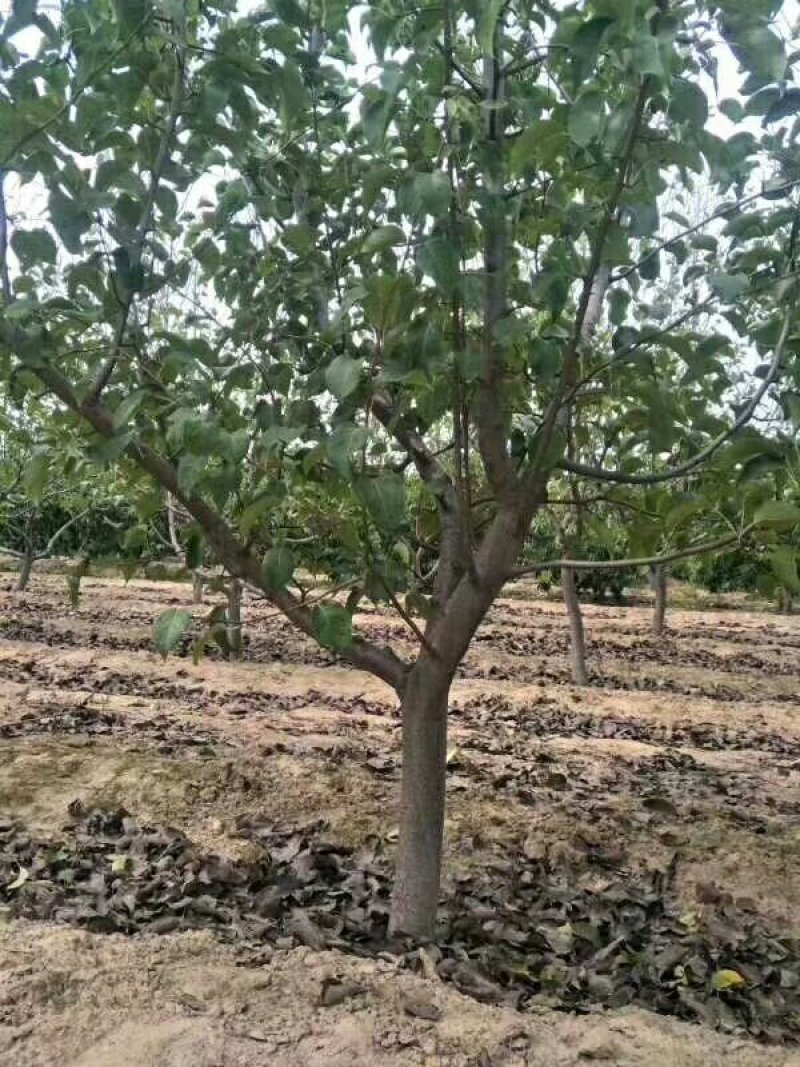 梨树苗、基地直供？、占地梨树、现货供应、现挖现发