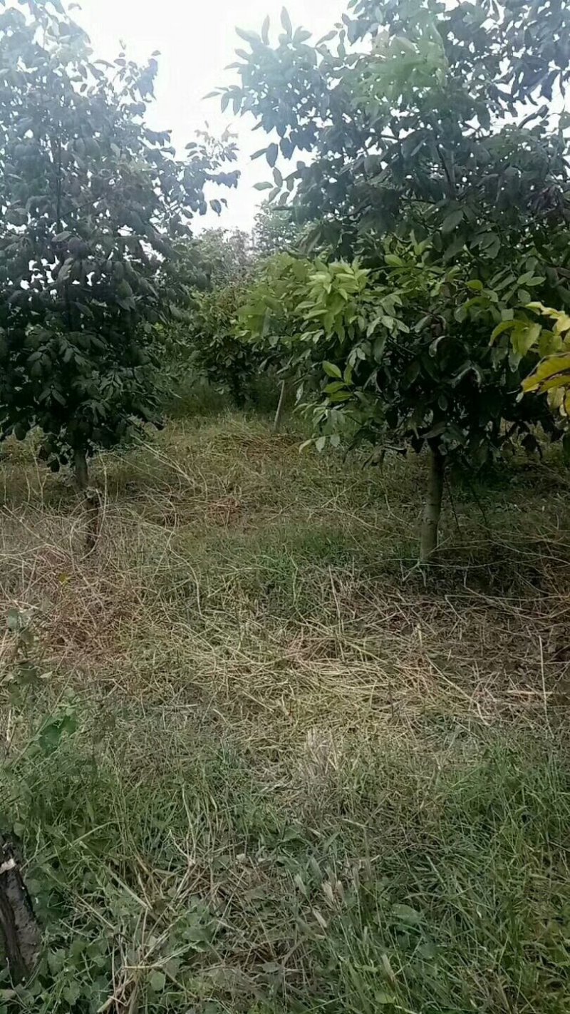 占地核桃树、园林绿化、核桃苗、山西核桃苗基地现挖现发