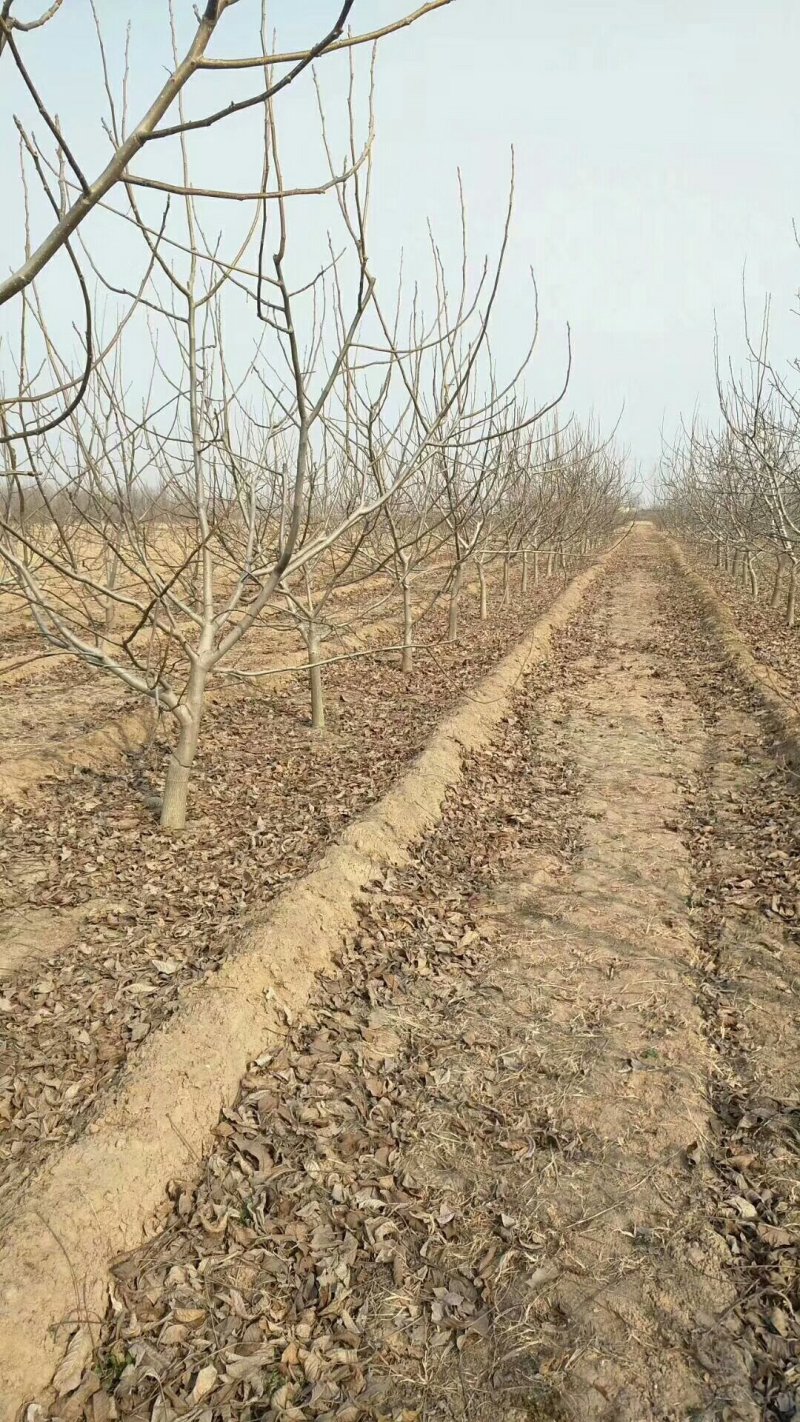 占地核桃树、园林绿化、核桃苗、山西核桃苗基地现挖现发