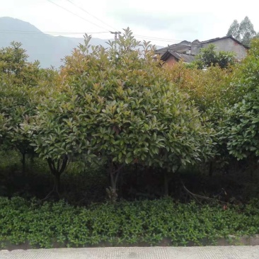 大量提供红叶石楠