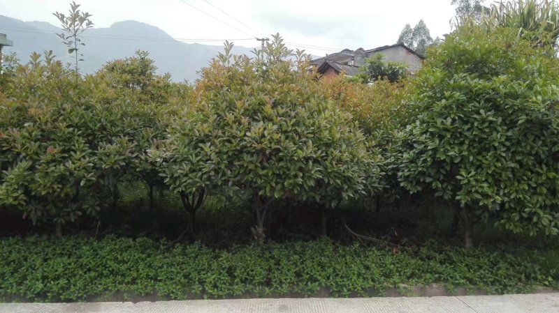 大量提供红叶石楠