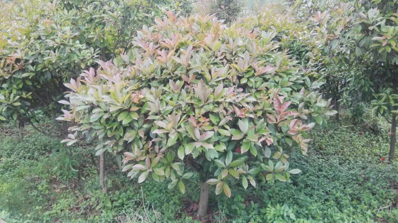 大量提供红叶石楠