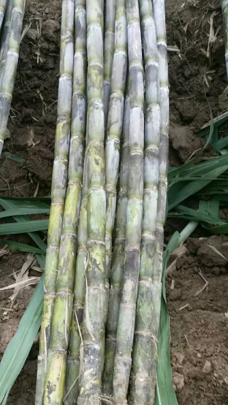 农家特色，青皮甘蔗，清甜爽口