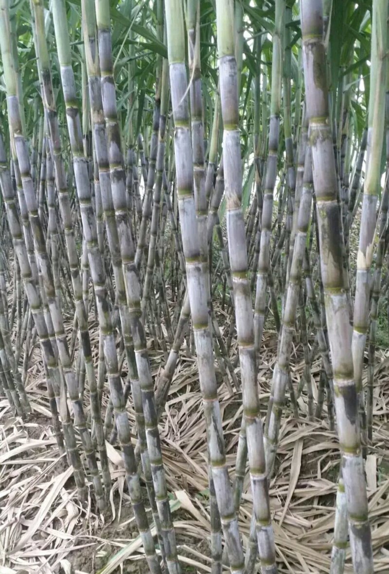 农家特色，青皮甘蔗，清甜爽口