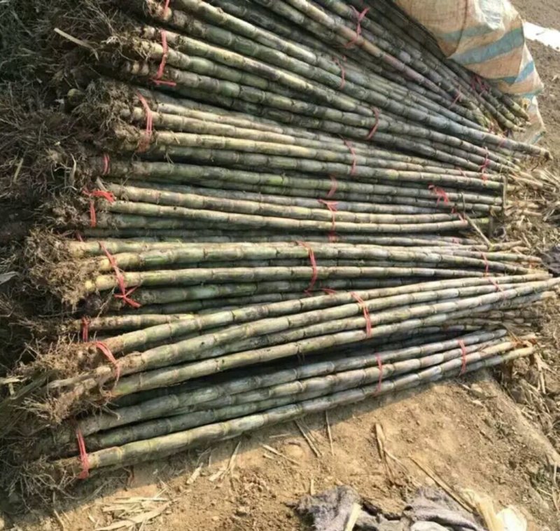 农家特色，青皮甘蔗，清甜爽口