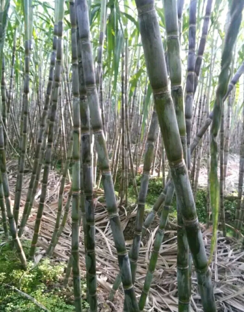 农家特色，青皮甘蔗，清甜爽口