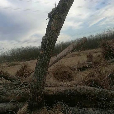 白蜡大量供应