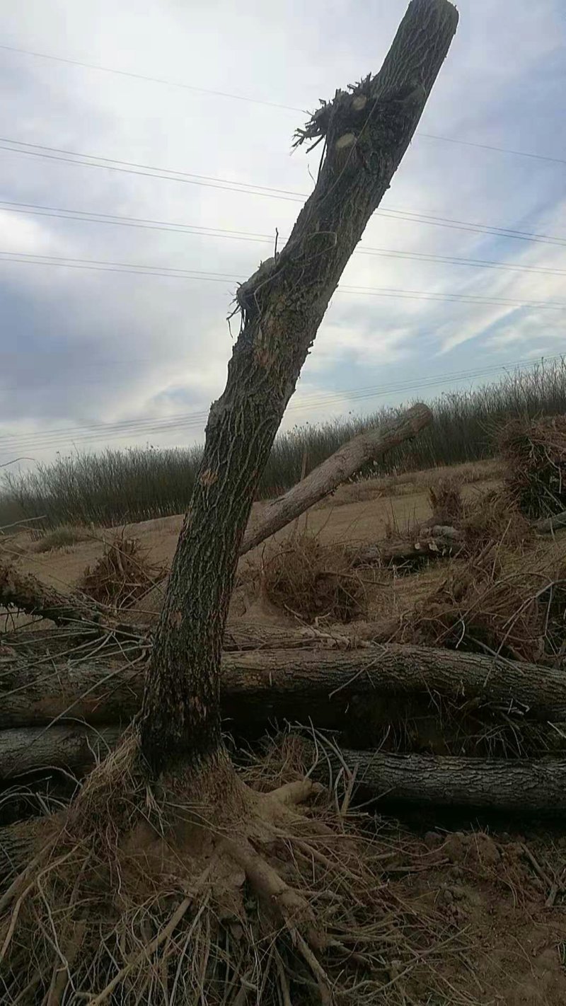 白蜡大量供应