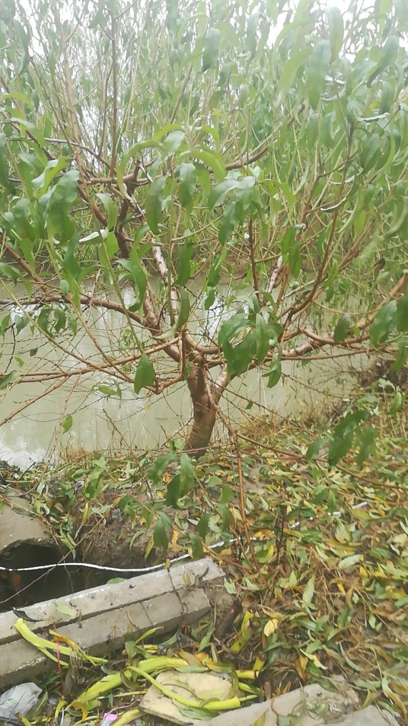 占地桃树售