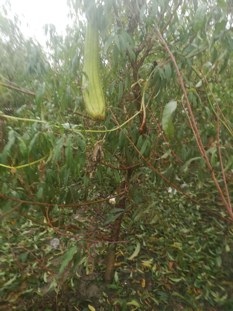 占地桃树售
