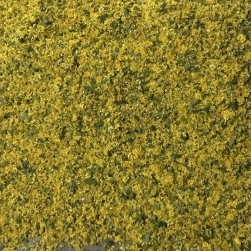干菊花