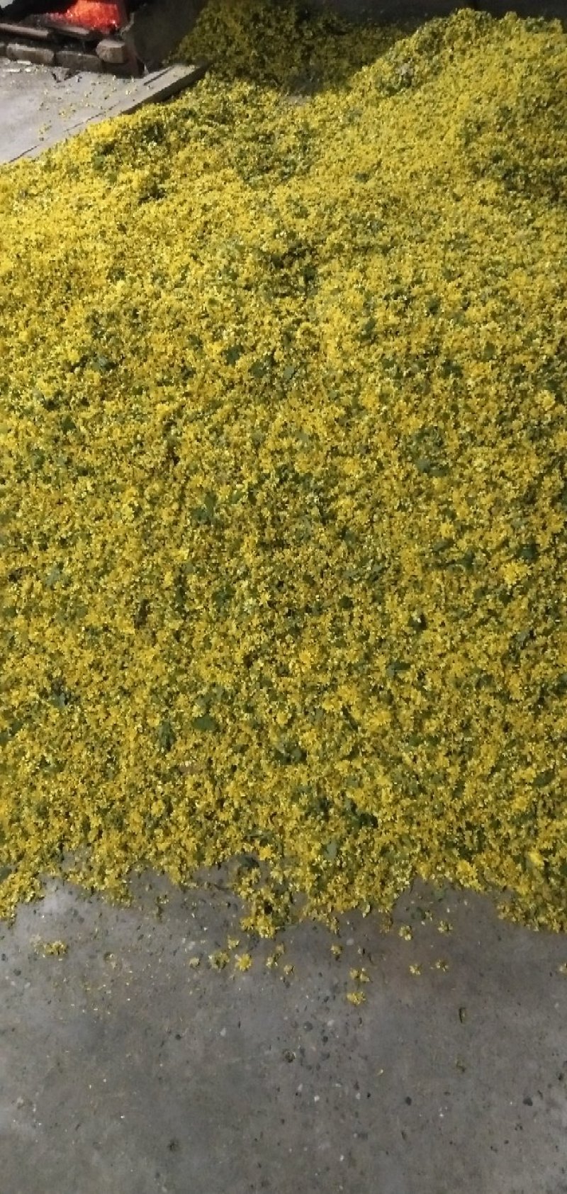干菊花