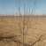 苹果树5公分、苹果树8公分苹果树基地山西苹果树
