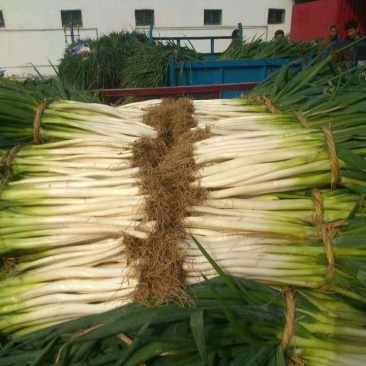 大葱专卖