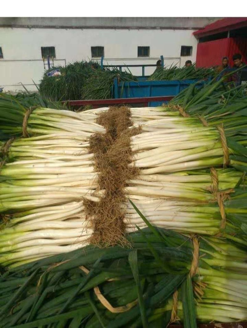 大葱专卖