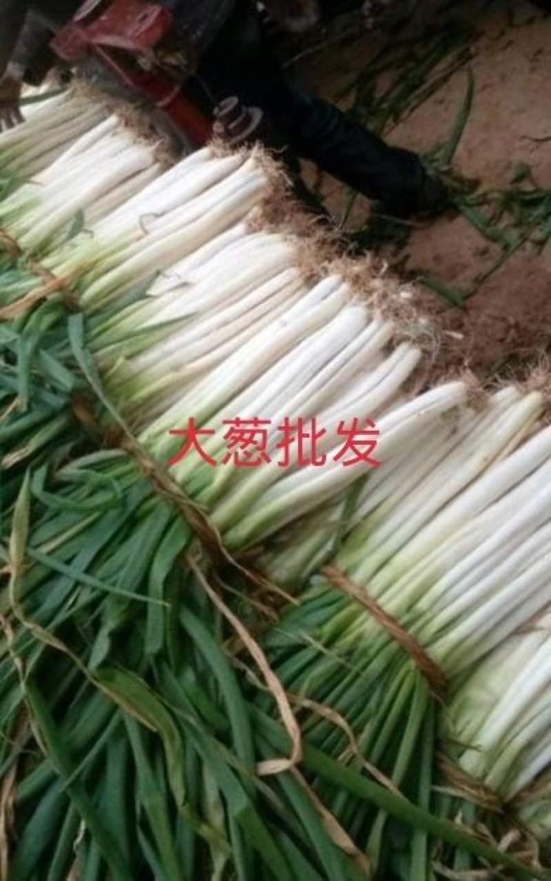 大葱专卖