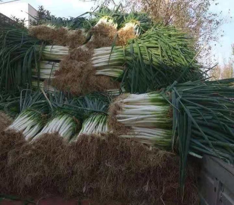大葱专卖