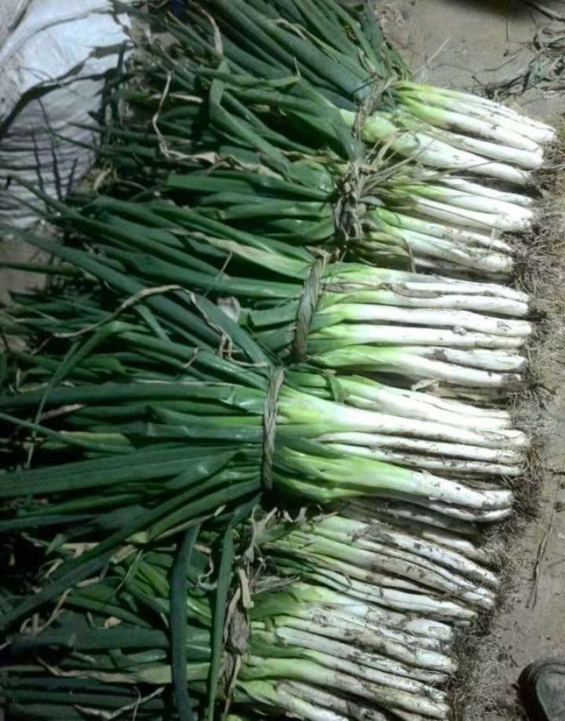 大葱专卖