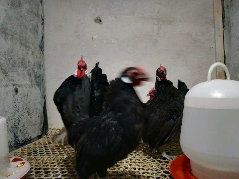 观赏波兰鸡白波兰黄波兰黑波兰