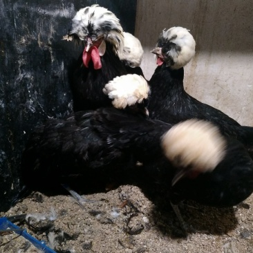 种鸡帽子鸡黑体白头帽子鸡波兰帽子鸡黄帽子鸡