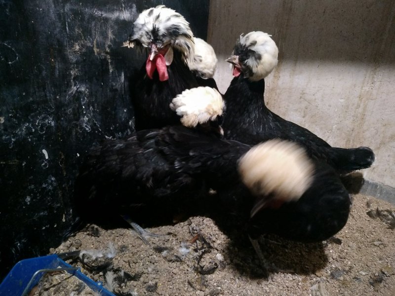 种鸡帽子鸡黑体白头帽子鸡波兰帽子鸡黄帽子鸡