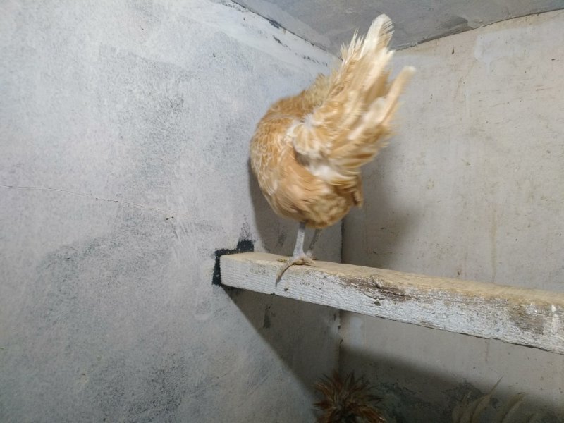 种鸡帽子鸡黑体白头帽子鸡波兰帽子鸡黄帽子鸡