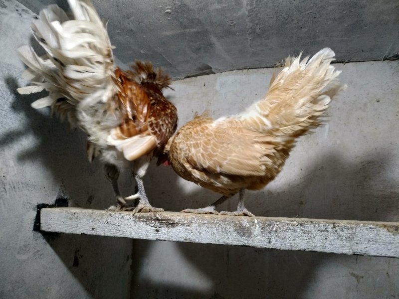 种鸡帽子鸡黑体白头帽子鸡波兰帽子鸡黄帽子鸡