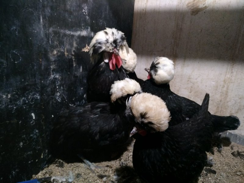 种鸡帽子鸡黑体白头帽子鸡波兰帽子鸡黄帽子鸡