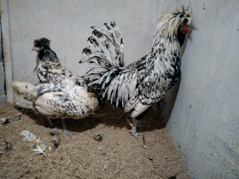 种鸡帽子鸡黑体白头帽子鸡波兰帽子鸡黄帽子鸡